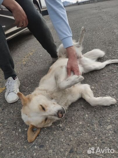 Передержка собак в частном доме, зоогостиница