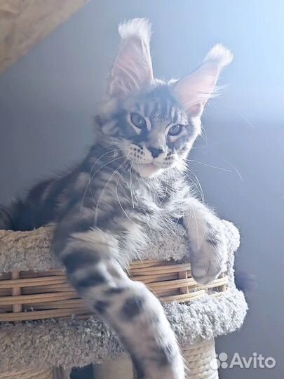 Котенок мейнкун