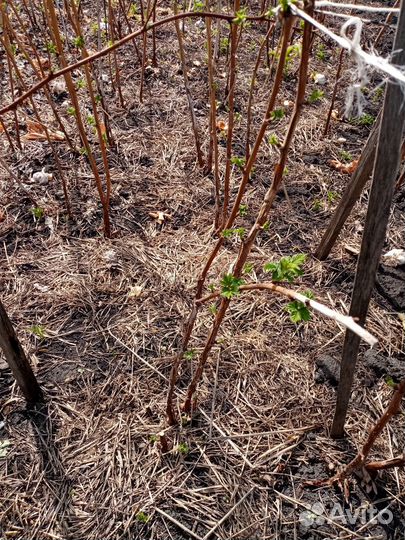 Ремонтантная желтая малина, смородина, крыжовник