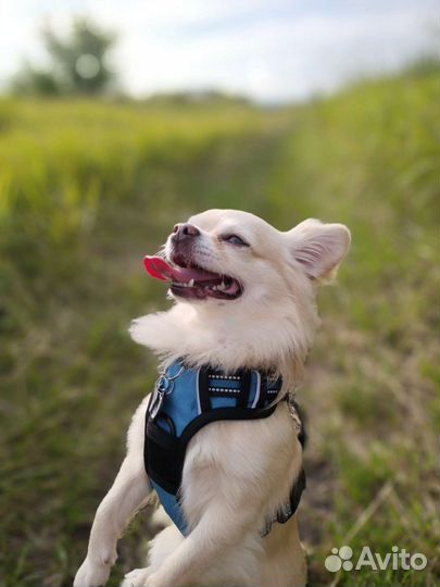 Собака вязка чихуахуа