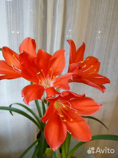 Валотта прекрасная, амариллисы и гиппеаструмы