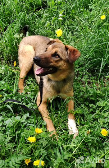 Собаки бесплатно в добрые руки щенки