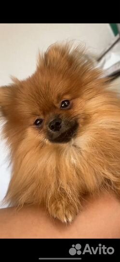 Померанский шпиц вязка