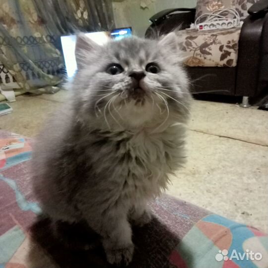 Отдам бесплатно котят