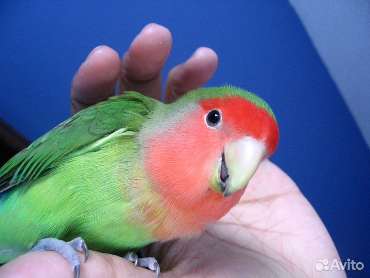 Попугай Неразлучник розовощекий