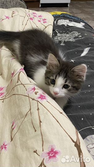 Кот в добрые руки