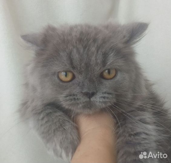 Британочка