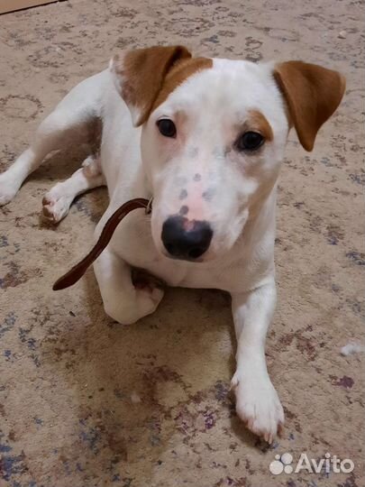 Вязка кобель джек рассел