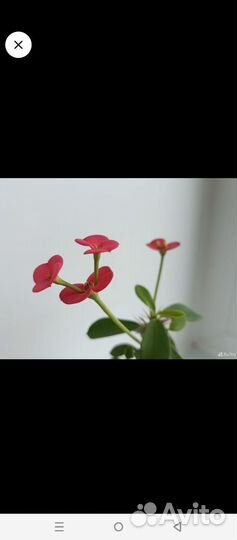 Молочай Миля
