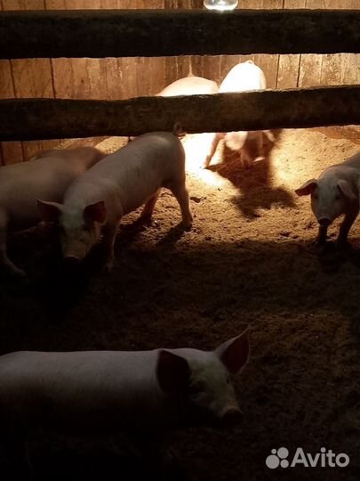 Поросята