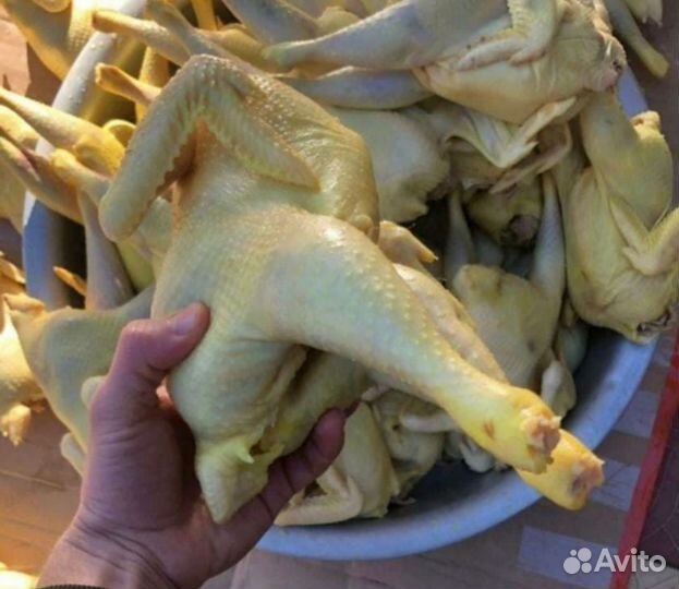 Куры домашние