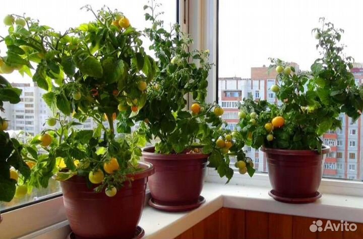 Рассада комнатных томатов