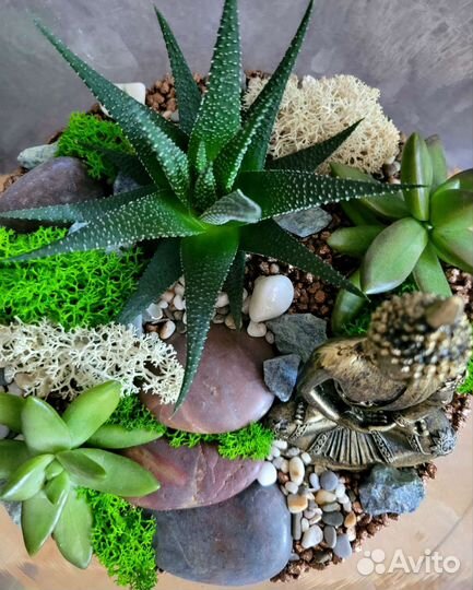 Флорариум с живыми суккулентами