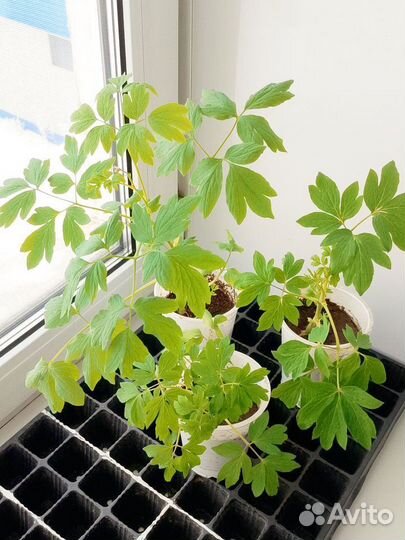 Садовые растения