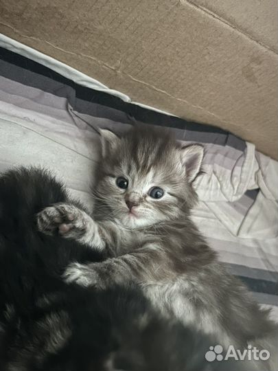 Котята в добрые руки бесплатно