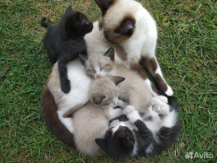 Кошка в дар бесплатно