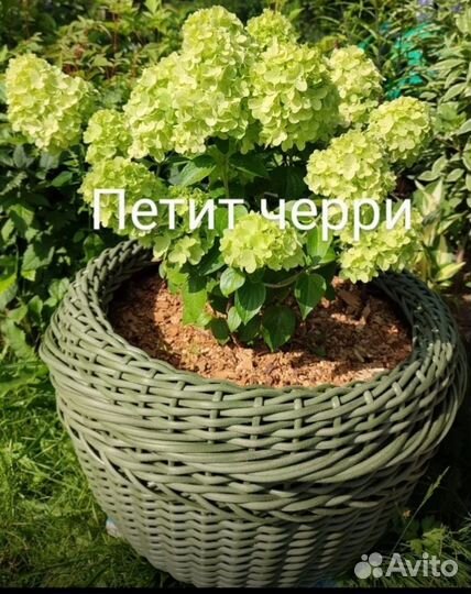 Гортензия серия Петит :Флори, Лантерн,Черри,Стар