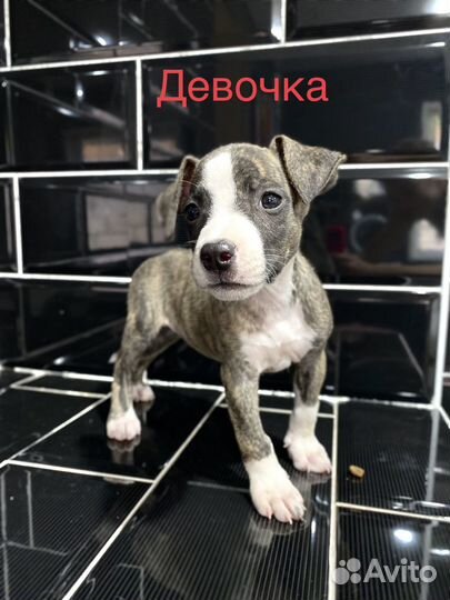 Стаффордширский терьер