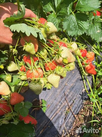Рассада клубники усы Априка