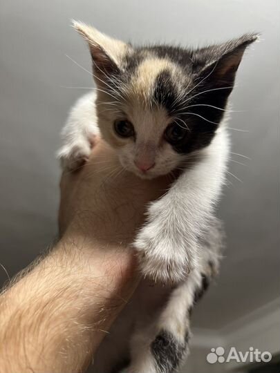 Кошка с котенком