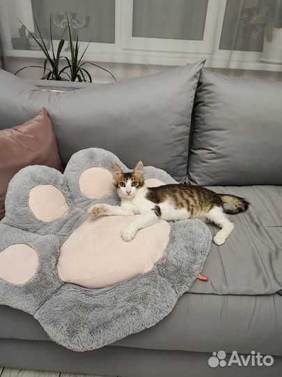 Кошка в дар