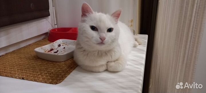 Люся в добрые руки