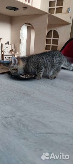 Кошка в дар бесплатно