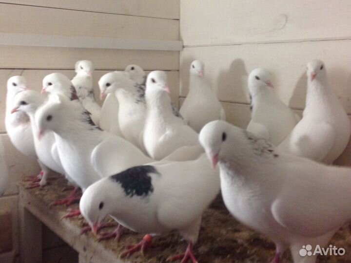 Армянские бойные голуби гаревизы Октемберянские