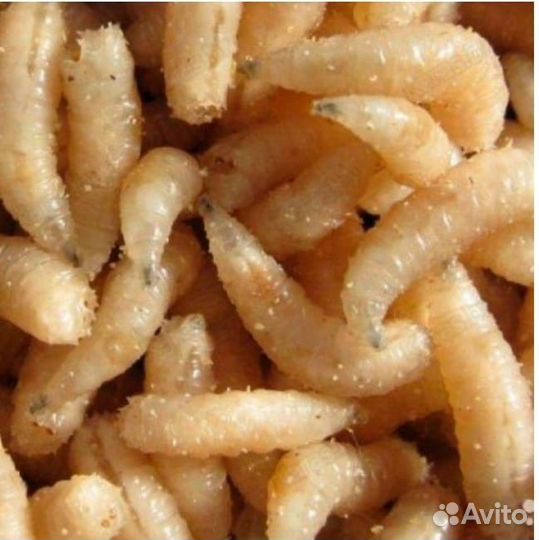 Опарыш белый, красный