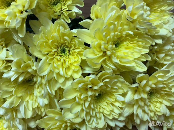Хризантемы свежесрезанные оптом отпроизводителя