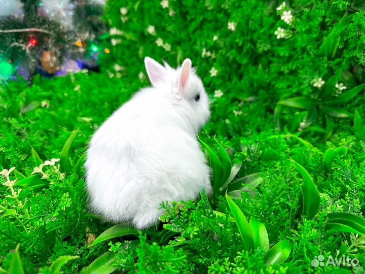 Миниатюрный кролик карликовый супер мини