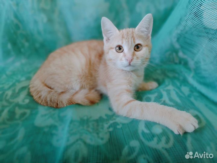 Кошечка Эсми ищет дом