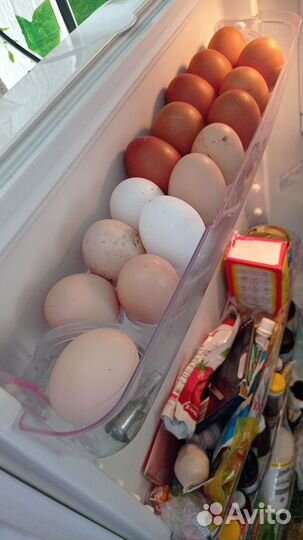 Домашние куриные яйца