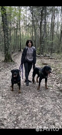 Кинолог/Дог-тренер