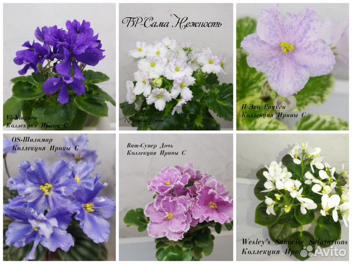 Детки мини фиалок