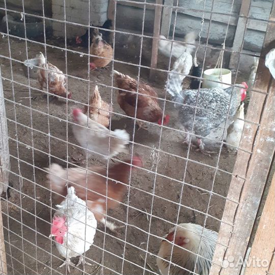 Яйца на инкубацию утиные и куриные