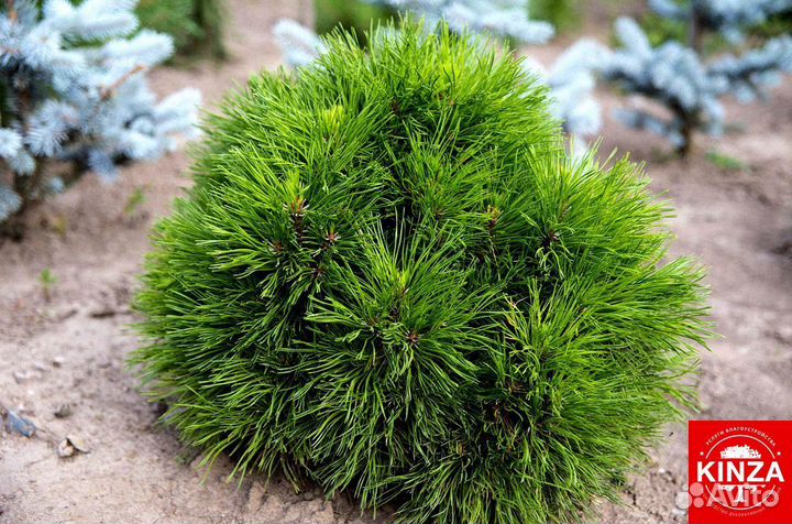 Сосна горная для дачи и дома