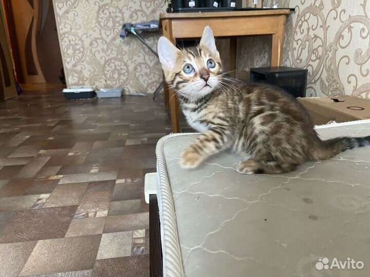 Бенгальские котики