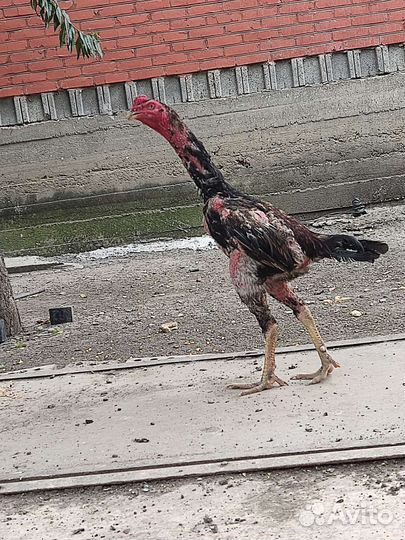 Бойцовые птицы