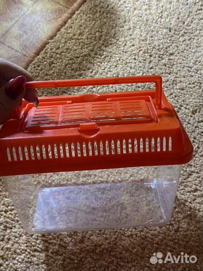 Черепаха с террариумом
