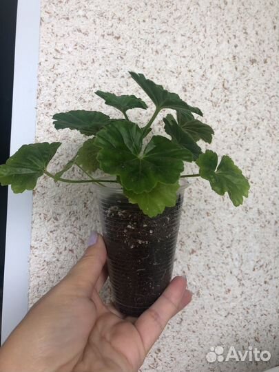 Пеларгония герань