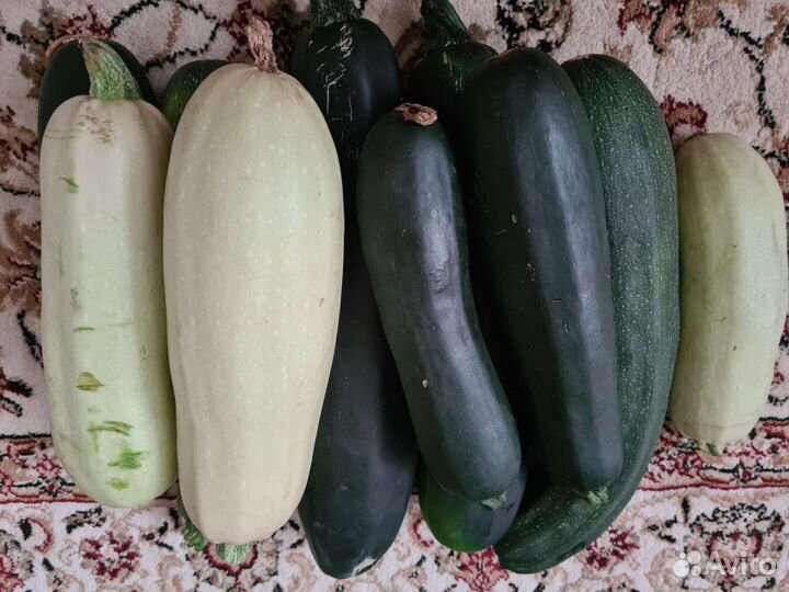 Кабачки домашние