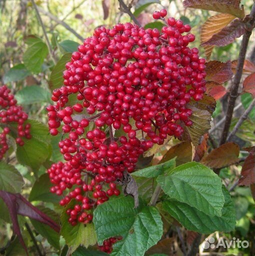 Калина расширенная Кардина Кенди