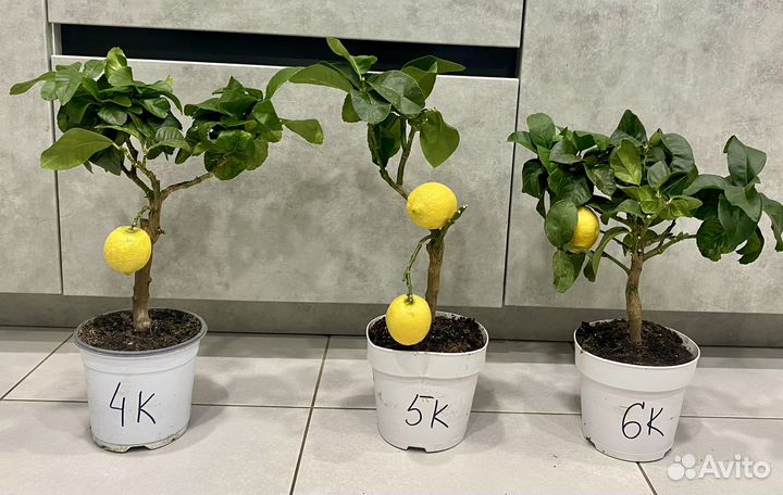 Лимонное дерево с плодами