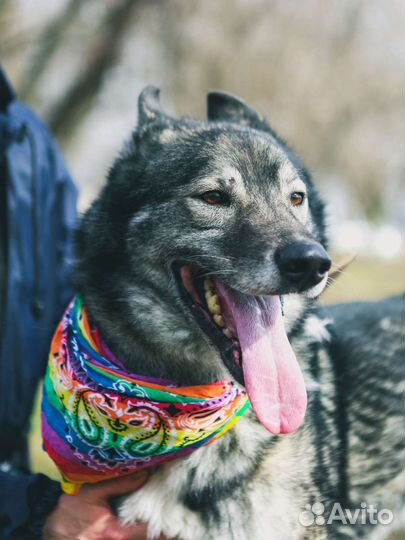 Гром.собака из приюта