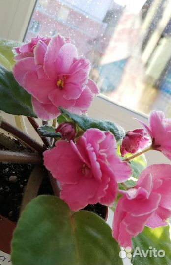 Фиалка Аламо Джой (лист)