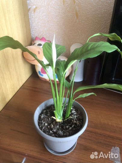 Спатифиллум