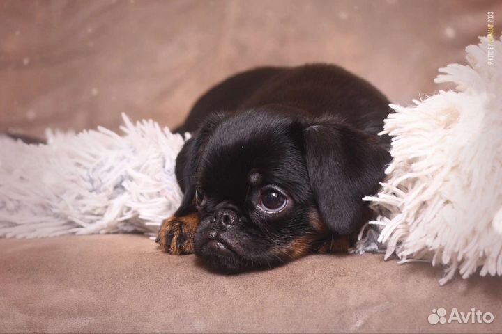 Пти брабансон