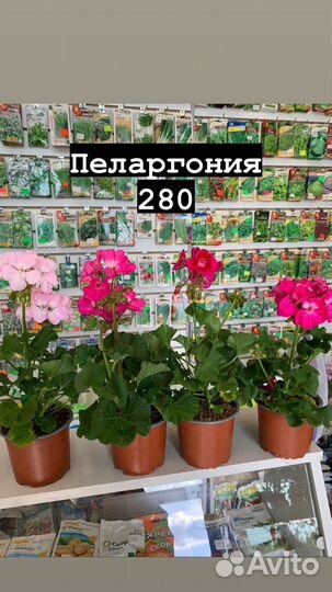 Комнатные растения
