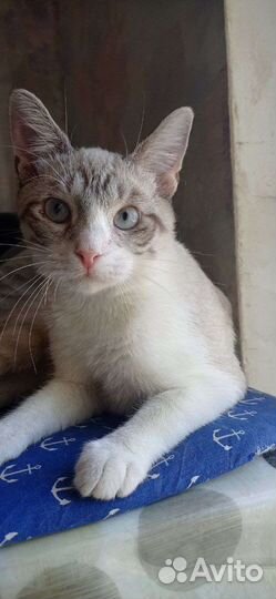 Котик Сим-сим